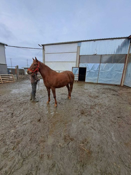Vând iapa din armăsar Pur Sânge Englez