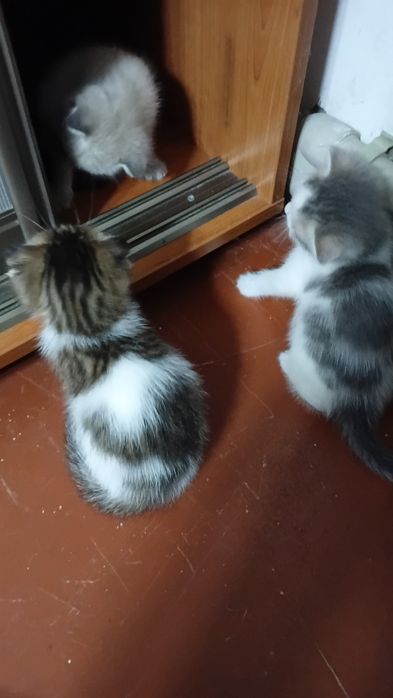 Отдам даром вислоухих котят