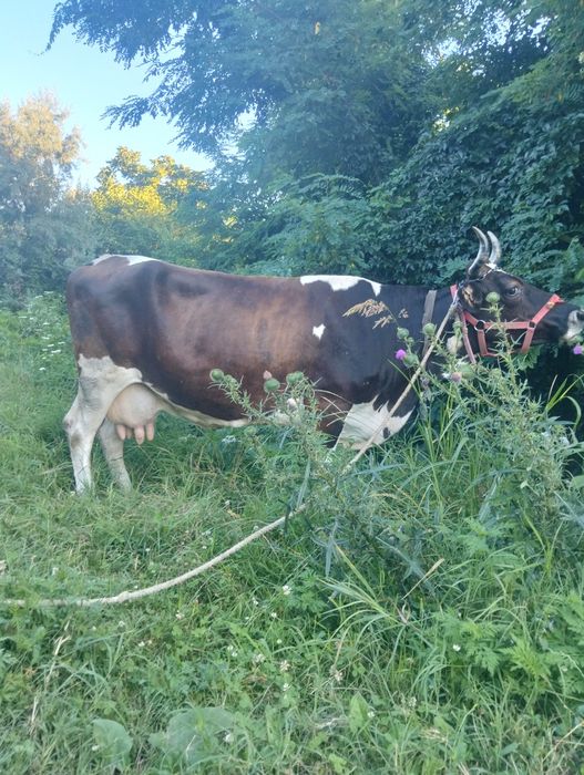 Vacă bălțată românească