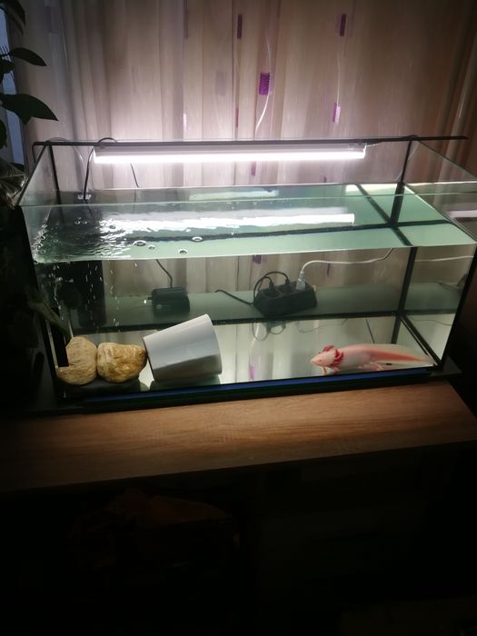 Аксолотъл с аквариум