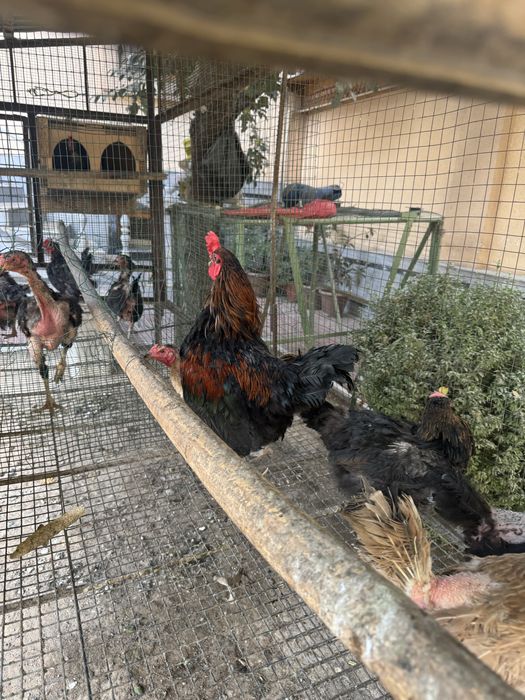 Tovuq ini xoroz va tovuqlar sotiladi