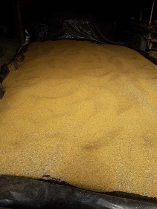 Vând sămânță lucernă