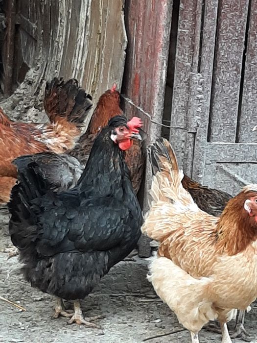Vând pui de găină țărănești