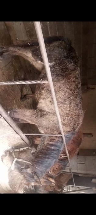 Жасына асқан еркек тайлар сатылады