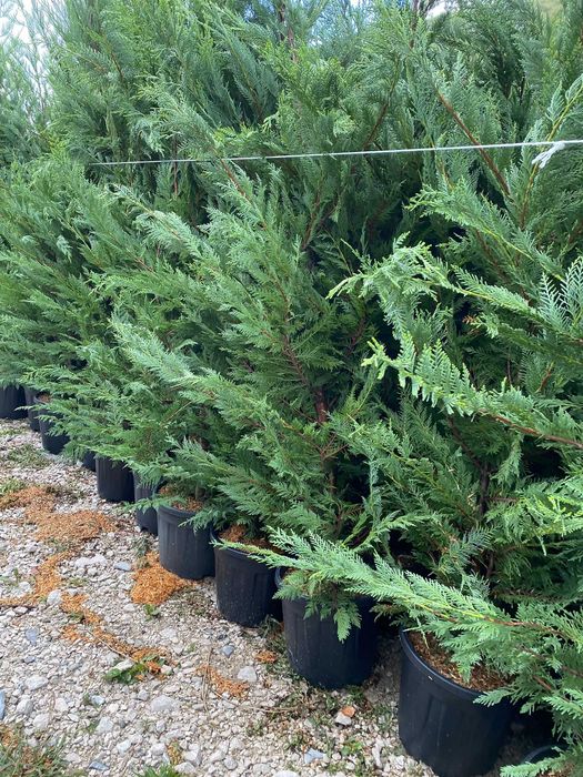 Transformă-ți Curtea cu Leylandii – Calitate Extra și Montaj Inclus