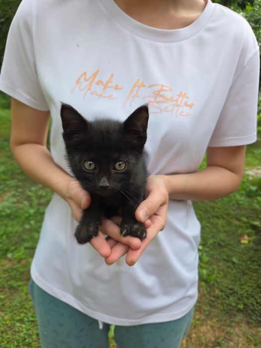 Котенок в добрые руки