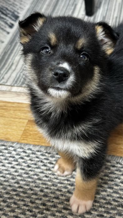 Щенята красивые ищут дом