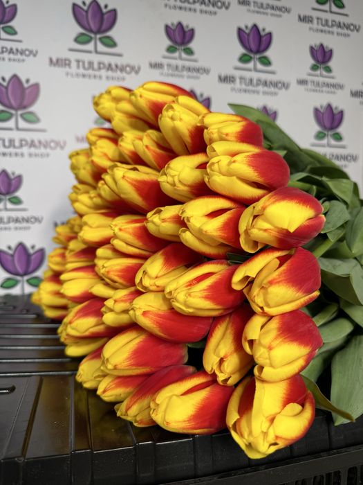 Тюльпаны оптом от Мир Тюльпанов