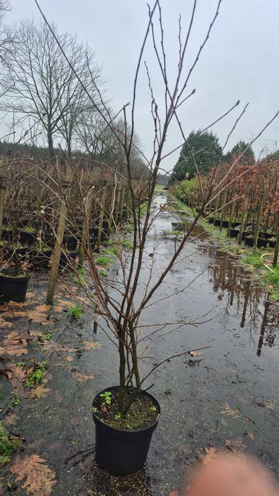 Vand magnolie sttelata roze