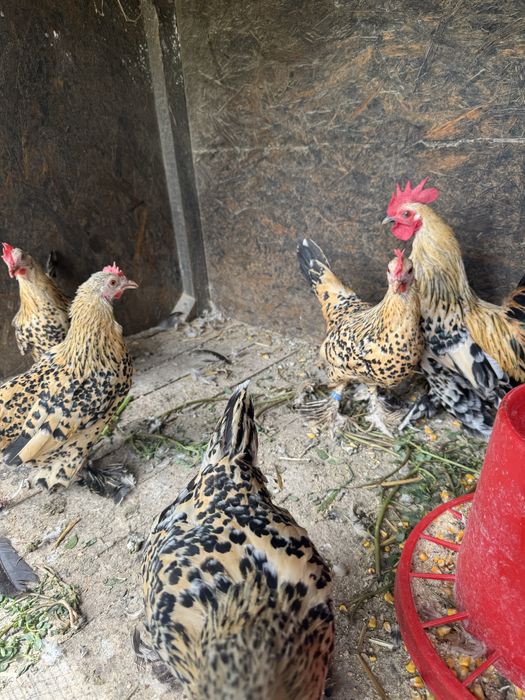 Pereche găini pitice Porțelan – 1 cocoș + 1 găinușă  Familie găini pitice Lemon – 4+1 – 4 găinușe + 1 cocoș