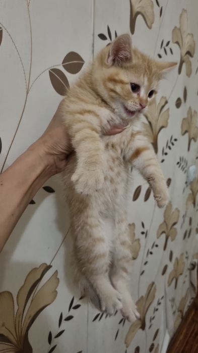Кошки котятааааа