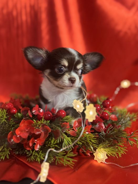 Щенок чихуахуа миник