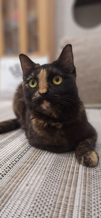 Отдам шикарную кошечку