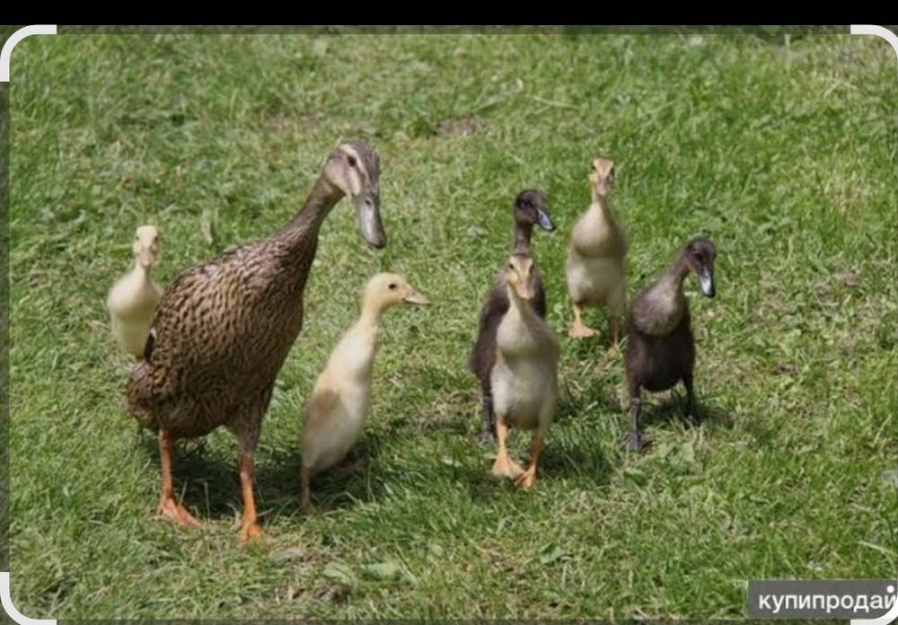 Indiski begunok sotiladi