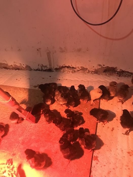 Продам цыплят Виандот