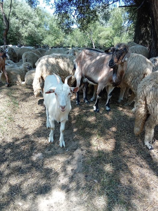 In căutarea de gospodărire nouă