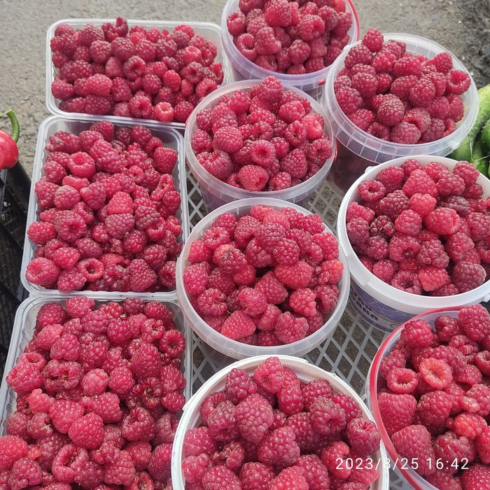 Продам малину  дачную