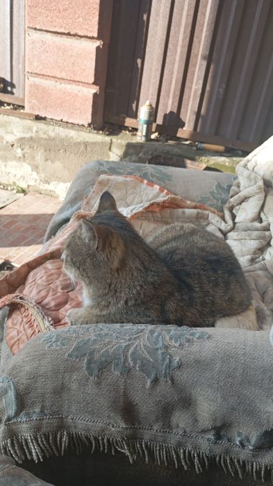 Отдам  отличного кота