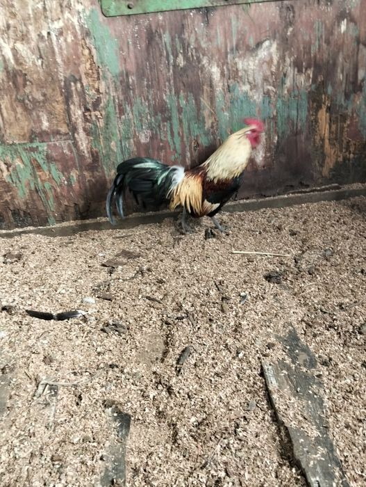 Продам пару Фениксов