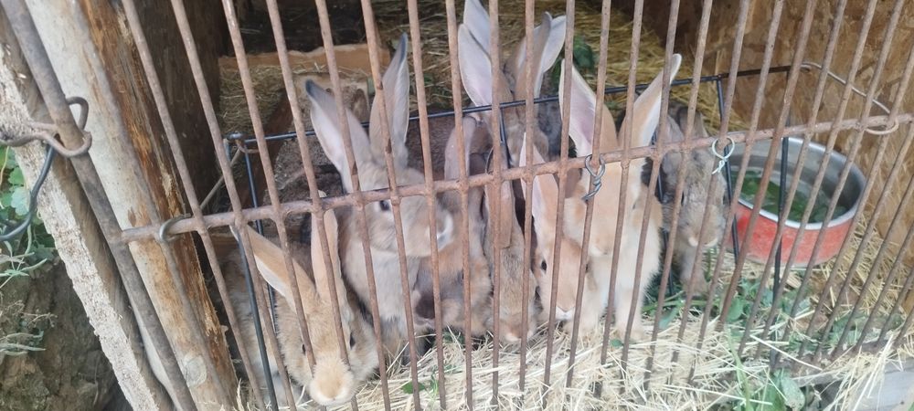 Продавам три есечни зайци