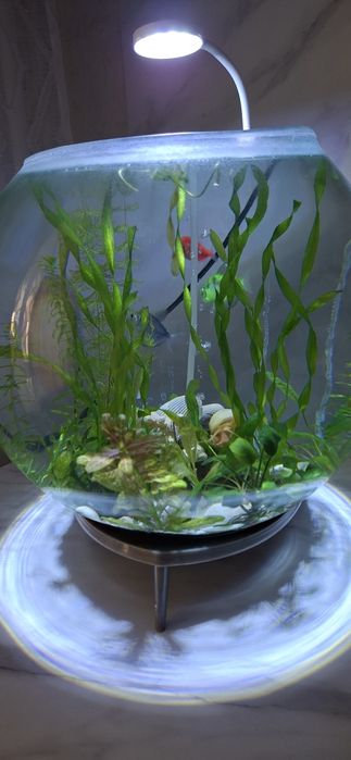 Аквариум цельный