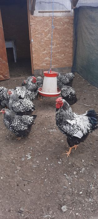Vand pasari,puișori și ouă de incubat