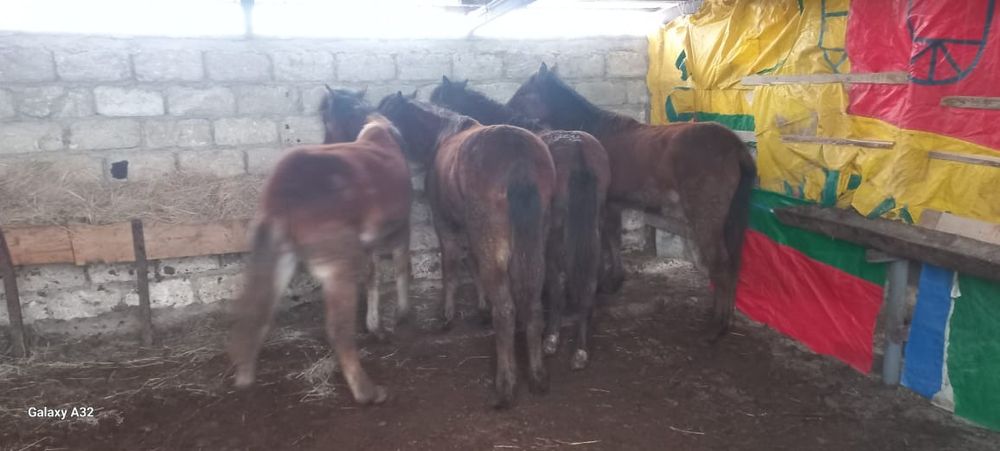 Жабағылар  еркек  сатылады