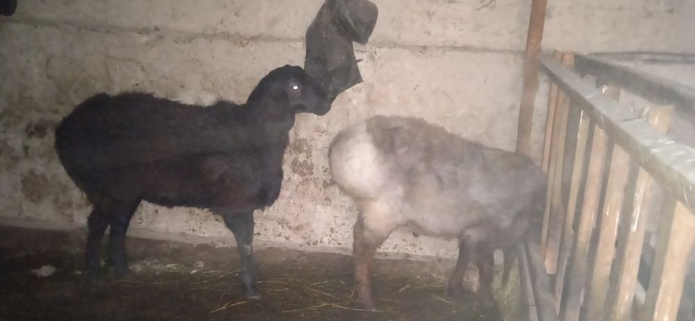 Продам Қошқар кошкар