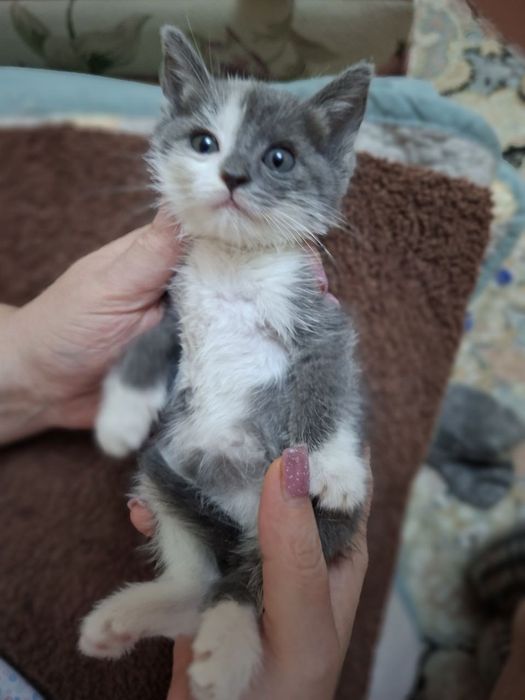 Котенок девочка  в добрые руки