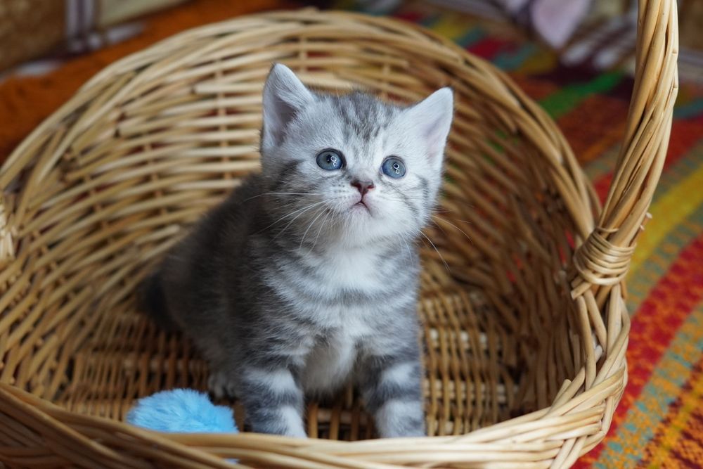 Шотландские хвостики