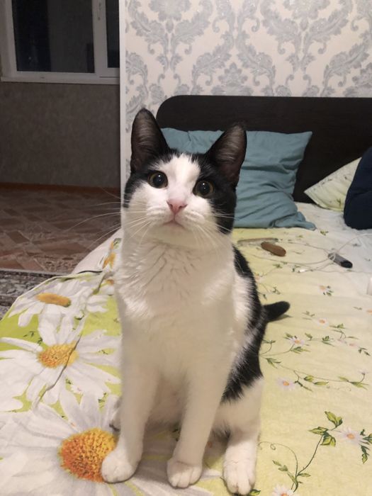 Отдам в добрые руки