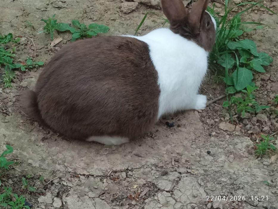 Panda karlik quyon 1 ta par