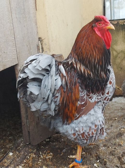 Ouă pt incubat (wyandotte auriu albastru)