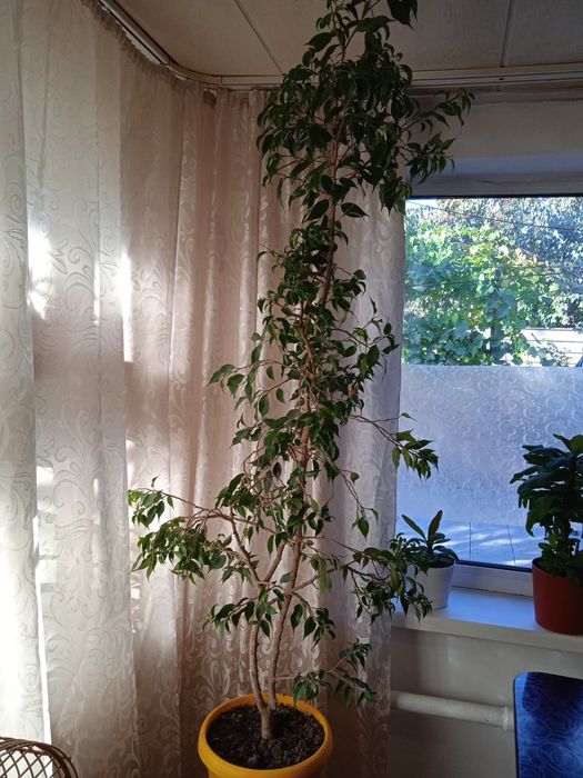 Дом и сад комнатные растения