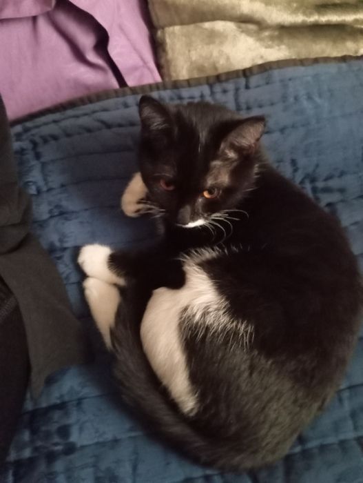 Мушук хадия килинади