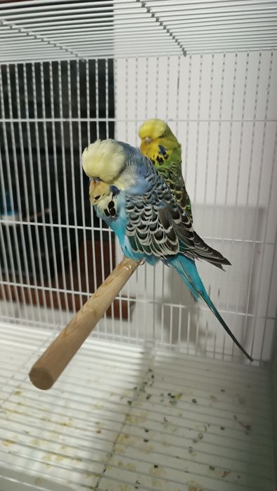 Выставочные чехи попугай