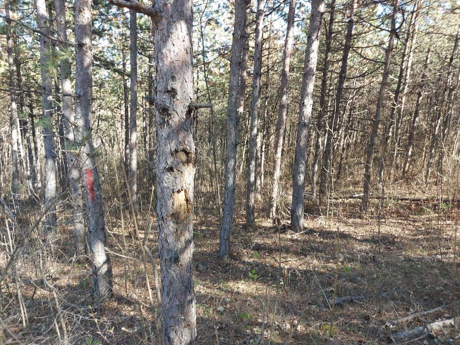 Продава се Парцел в с. Малка Верея, Област Стара Загора - 1333 кв.м за 4 €/кв.м - Снимка #3