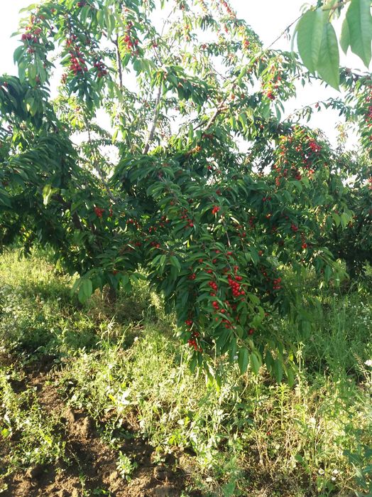 Продава се 11 дка млада черешова градина