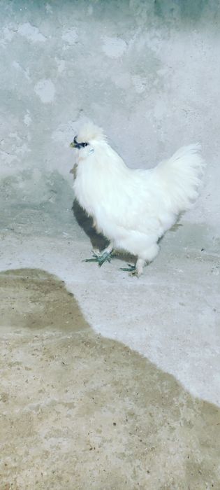 Cocosi de Matasevand sau  schimb