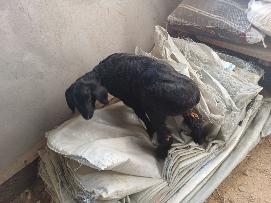 Гиссар қошқар сатылады