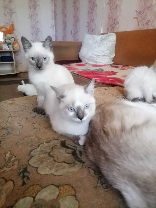 Кошечки и котик, сиамские.