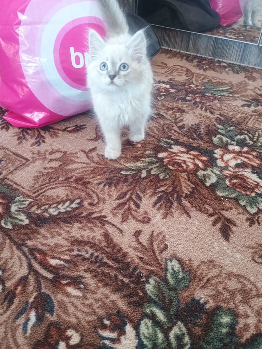 Отдам котенка в добрые руки