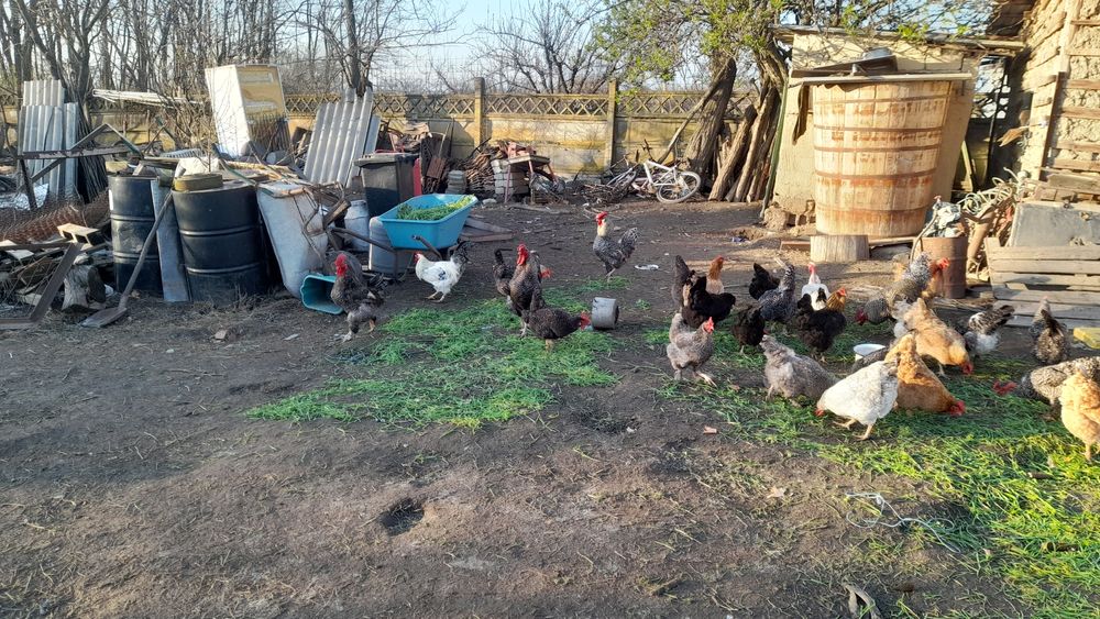 Cocoși de vanzare cine dorește