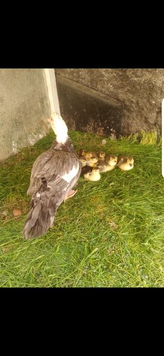 Продам индо утку с утятами