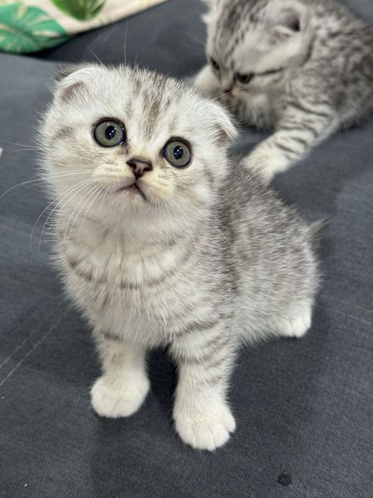 Продаётся котята  шиншиллы