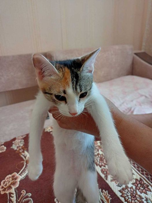 отдам котенка трехцветную девочку 4 мес