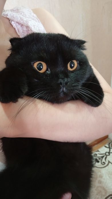 Зотдор эркак мушук 1 ёш. Вязка  учун. (Аёл мушуклар билан чатиштириш