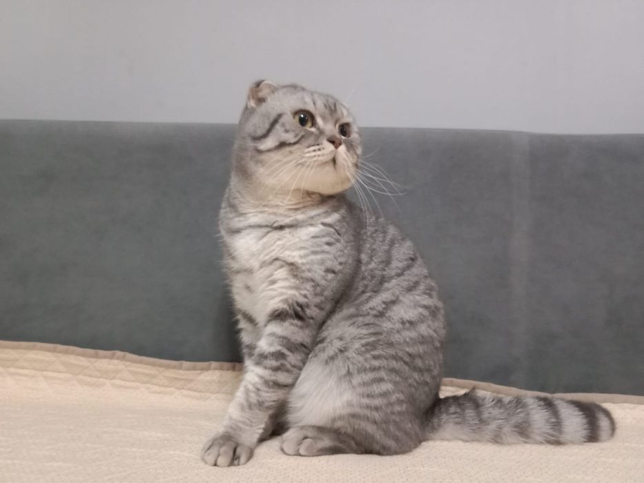 Продам очаровательного шотландского вислоухого котика