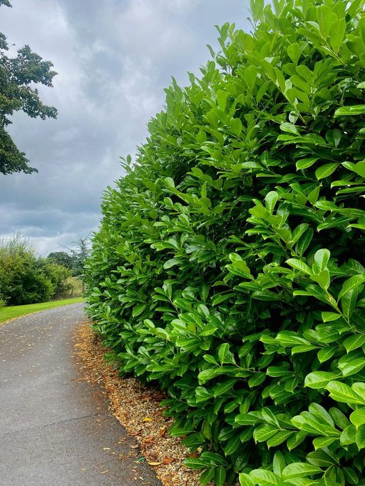 Laur Englezesc La Ghiveci