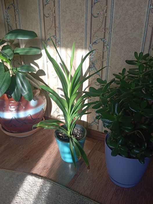 Финиковая пальма.